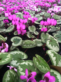 Cyclamen coum 'Select Leaf'